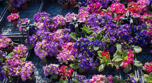 Kvetoucí Jarní Květiny Jako Barevné Pozadí — Stock fotografie