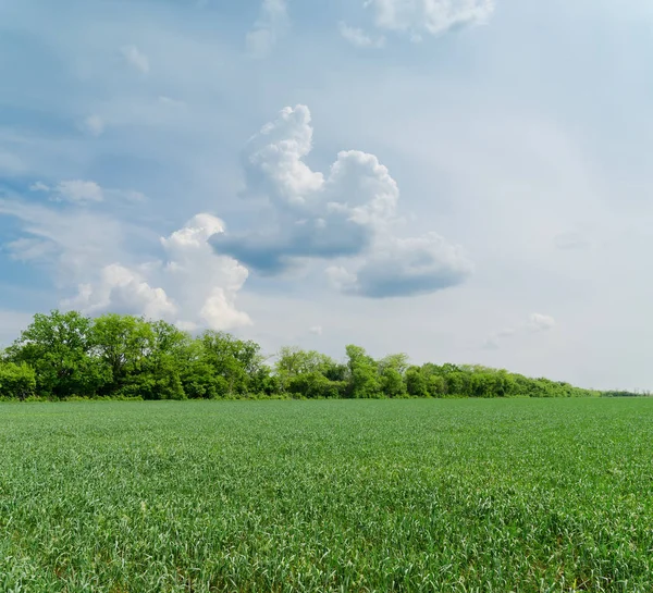 Molnig Himmel Över Gröna Fält — Stockfoto