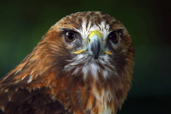 野生の赤い尾の鷹の肖像画をクローズアップ — ストック写真