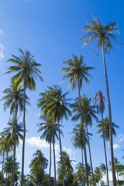 Grön Palm Blå Himmel Bakgrund — Stockfoto