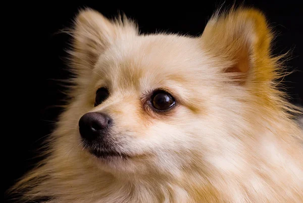 Una Toma Estudio Pequeño Perro Peludo Sobre Fondo Negro — Foto de Stock