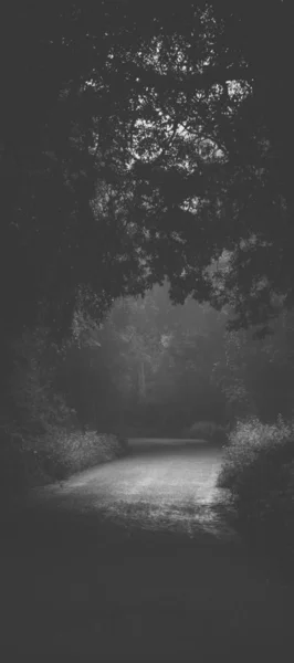 Туманна Дорога Сцени Дорослому Лісі — стокове фото