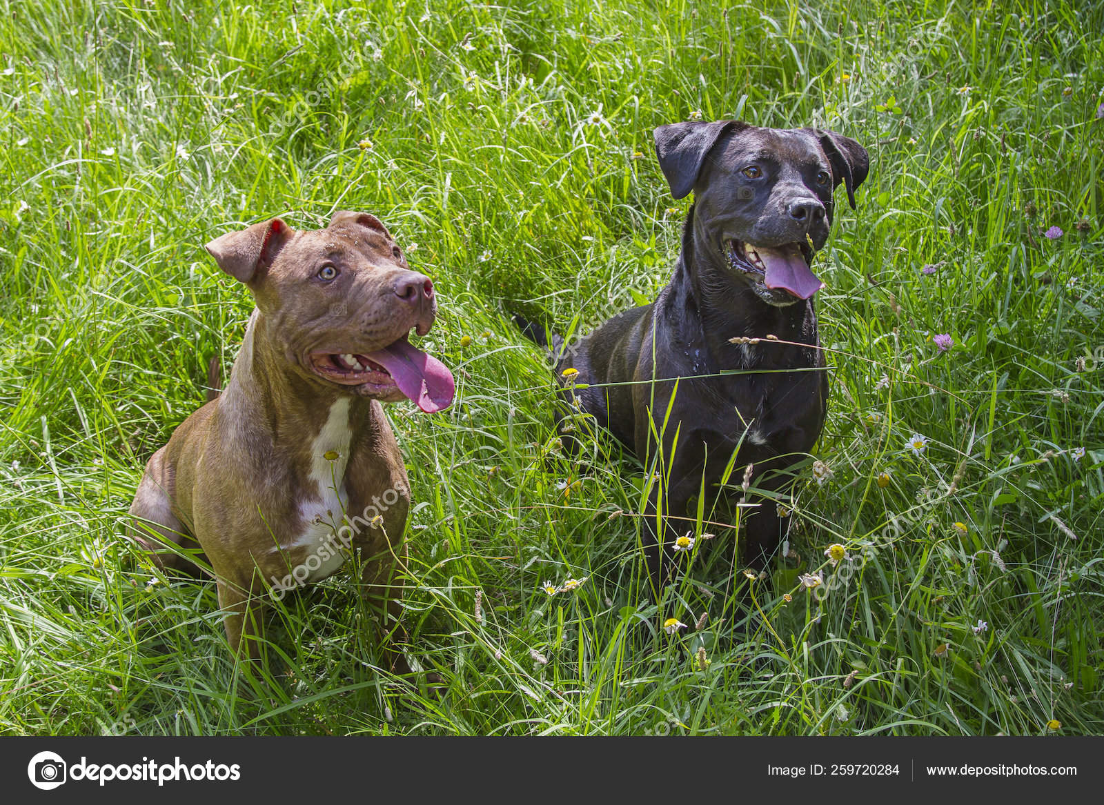 Pitbull Marrón Labrador Negro Mezclan Sentado Campo Hierba Con Lengua —  Foto de stock #259720284 © YAYImages, image size:1600x1167