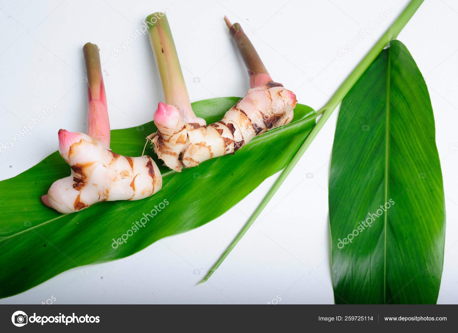 Galanga Alpinia Galanga Stock Photo Image By C Yayimages