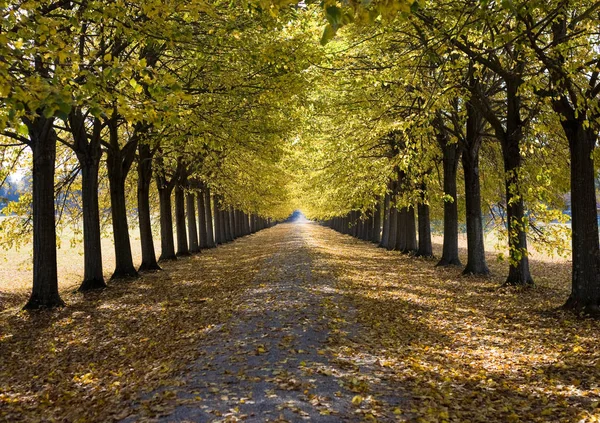 Droga Biegną Przez Jesienny Zaułek Drzew — Zdjęcie stockowe
