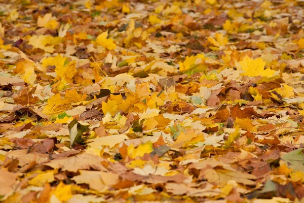 Folhas Outono Marrom Amarelo Árvores Jazem Grama — Fotografia de Stock