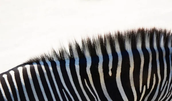 Close Shot Van Zebra Bij Wild Nature — Stockfoto