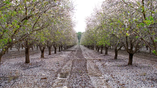 Paisaje Agrícola Floreciente Jardín Con Árboles Frutales — Foto de Stock