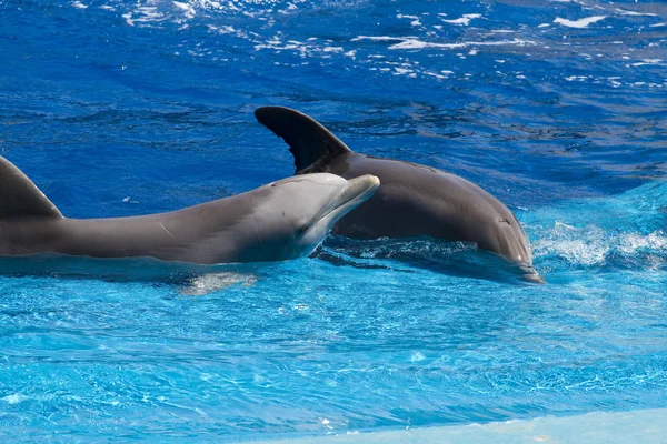 Delfin Hoppa Upp Vattnet Havet — Stockfoto