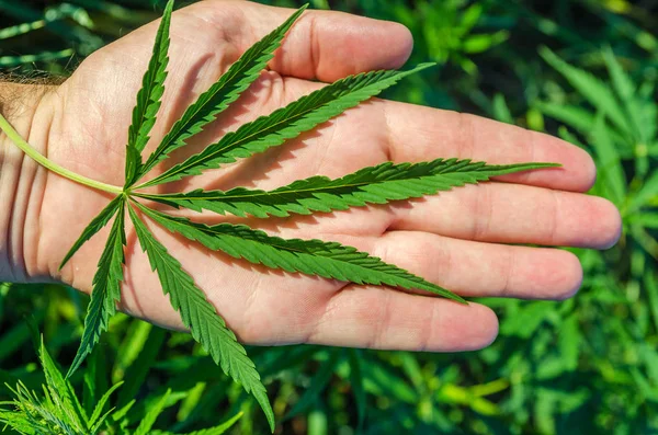 Green Marihuana Der Hand — Stockfoto