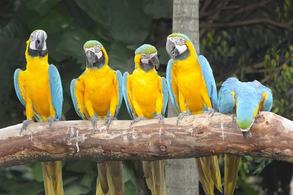 Hayvanat Bahçesinde Levrek Üzerinde Oturan Renkli Macaw — Stok fotoğraf