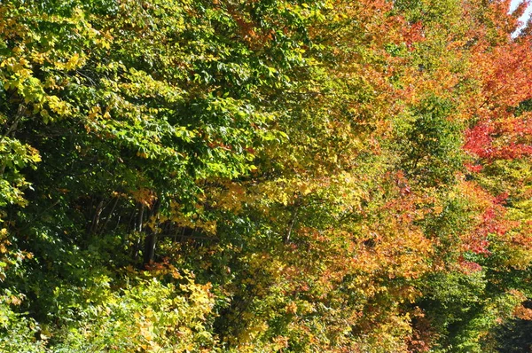 뉴햄프셔의 화이트 마운틴 국유림에서 색채를 — 스톡 사진