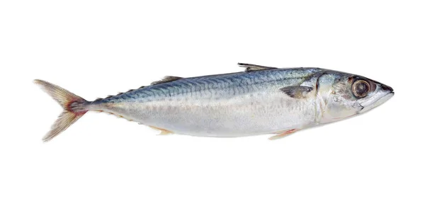 Färsk Okokt Kula Tonfisk Ljus Bakgrund — Stockfoto