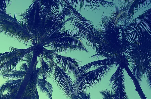 Branches Coconut Palms Blue Sky Vintage Retro Style — Stock Photo, Image