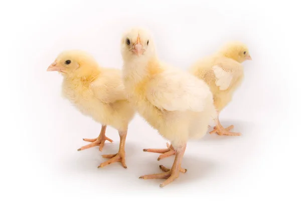 Fehér Hátterű Csirke — Stock Fotó