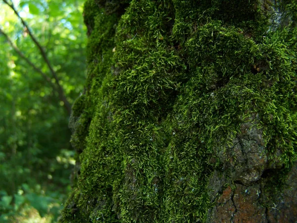 Moss Det Gamla Trädet — Stockfoto