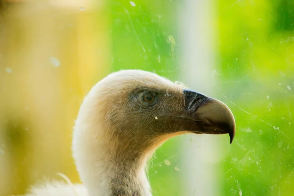 그리폰 독수리의 — 스톡 사진