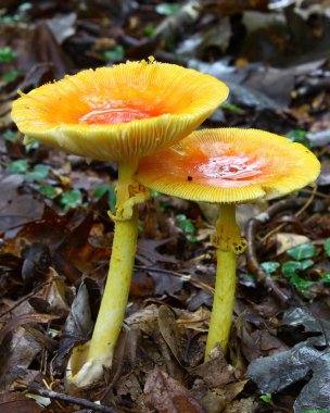 A newly emerged and growing pair of full grown Amanita Jacksonii edible mushrooms among the leafy ground cover in the woods covered with an early morning rain with room for your text. clipart