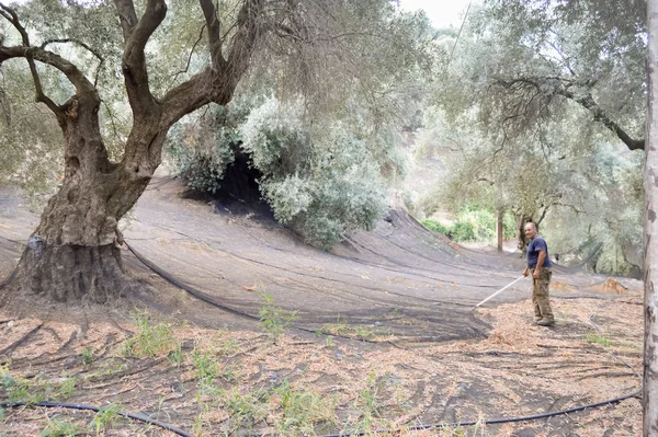 Agricultor Cretense Que Limpa Redes Colheita Azeitonas Nas Montanhas — Fotografia de Stock