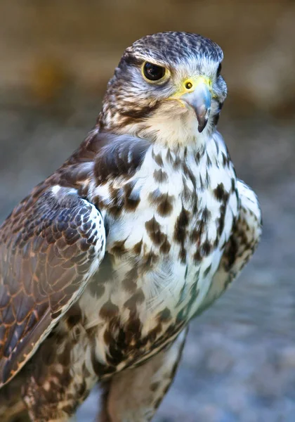Falcon Saker Falco Cherrug Orientation Portrait — Photo