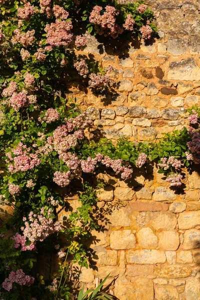 Růže Lezeckých Rostlina Zdi Regionu Dordogne Francie — Stock fotografie