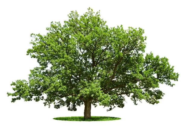 Большое Дерево Дуб Изолирован Белом Фоне — стоковое фото