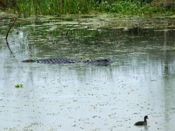 Aligator Ślizgający Się Bagnach Podczas Deszczowych Pryszniców — Zdjęcie stockowe