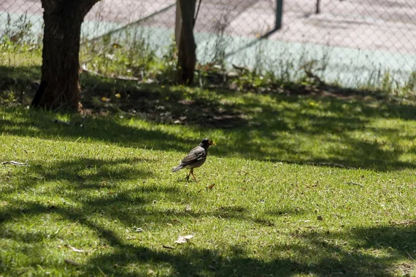 브라운 Cowbird에 Drakensberg 남아프리카 — 스톡 사진