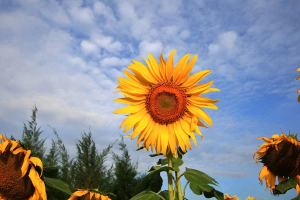 Thaise Zonnebloem Tegen Een Bewolkte Blauwe Hemel Zomer — Stockfoto