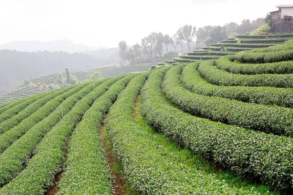 Paisaje Plantación Verde — Foto de Stock