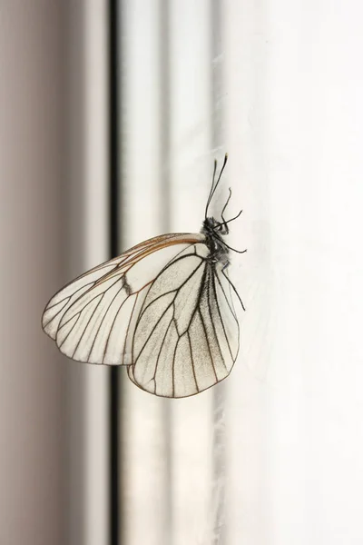 Konzept Des Klettergeschäfts Versucht Ein Schmetterling Auf Dem Glas Nach — Stockfoto