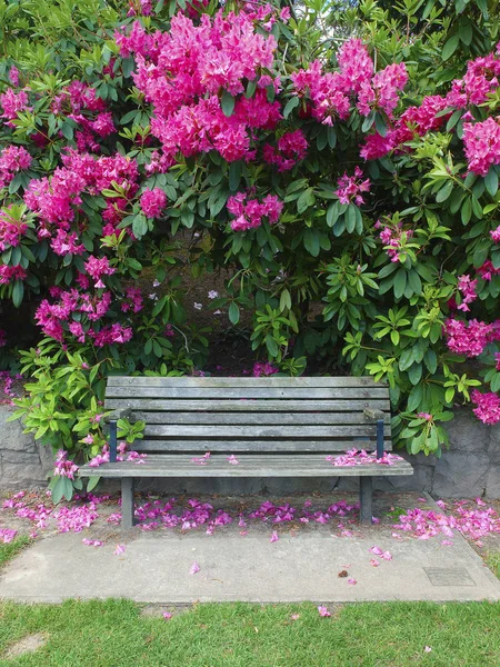 Blühende Blumen Frühling Einem Portland Park — Stockfoto