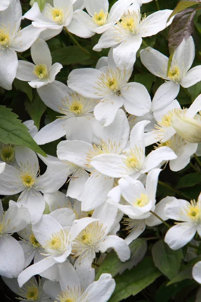 Nahaufnahme Von Clematis Montana Alba — Stockfoto