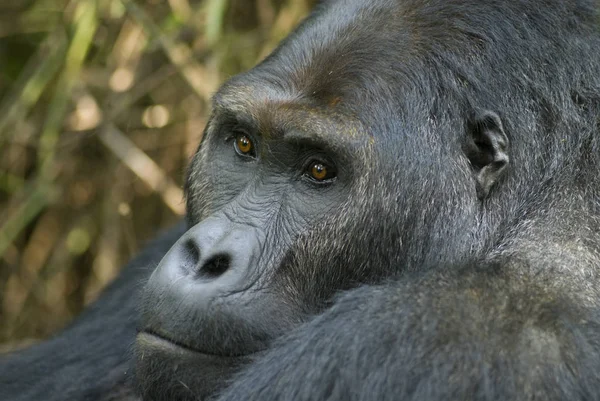 Portrait of a silverback gorilla of the sub-species 