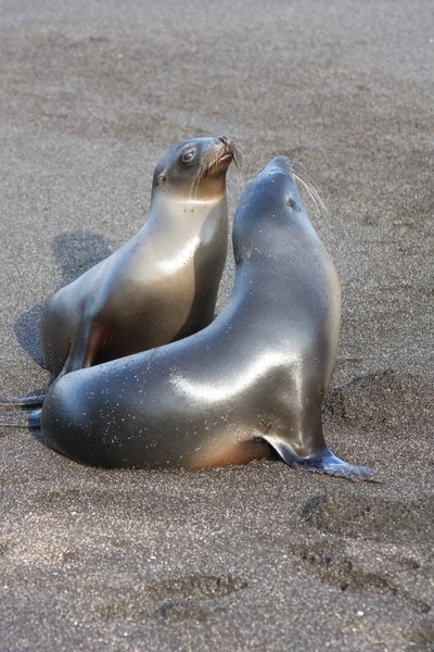 Zeeleeuwen Familie Het Strand Van Galapagos Eilanden — Stockfoto