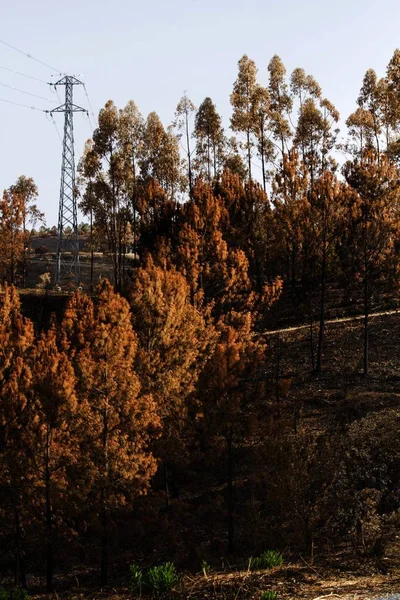 Vista Desolada Dos Restos Uma Floresta Após Incêndio — Fotografia de Stock