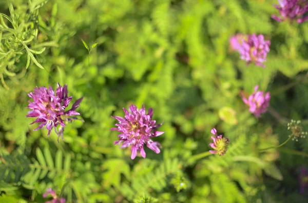 Flores Violetas Hierba Bosque Primer Plano — Foto de Stock