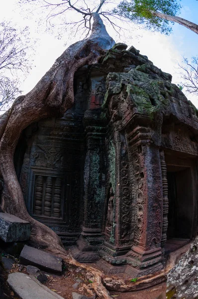 Árvore Com Raízes Sentadas Templo Pedra Prohm Angkor Wat — Fotografia de Stock