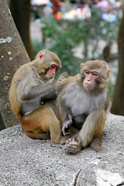 Közelről Majmok — Stock Fotó