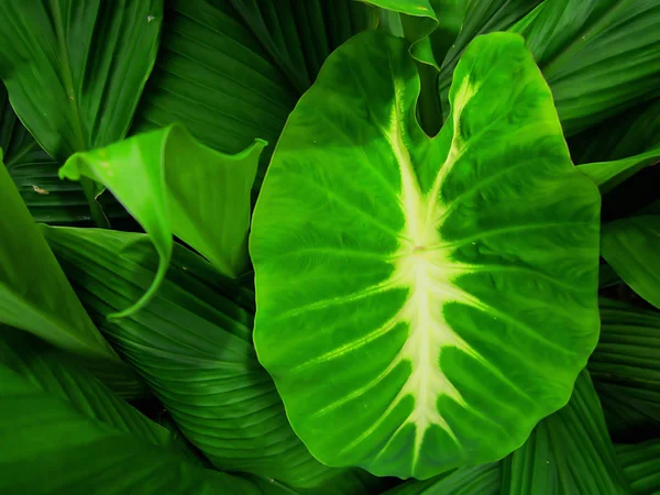 Elephant Ear Taro Nombre Latino Colocasia Esculenta Nancy Revenge Cultiva —  Fotos de Stock