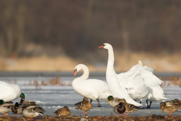 Zwaan Blauw Meerwater Zonnige Dag Zwanen Vijver Natuurserie — Stockfoto