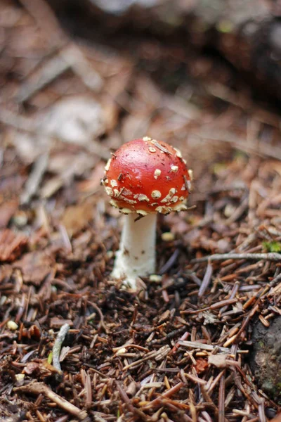 Κόκκινο Δηλητηριασμένο Μανιτάρι Μεγαλώνει Στο Θερινό Δάσος — Φωτογραφία Αρχείου