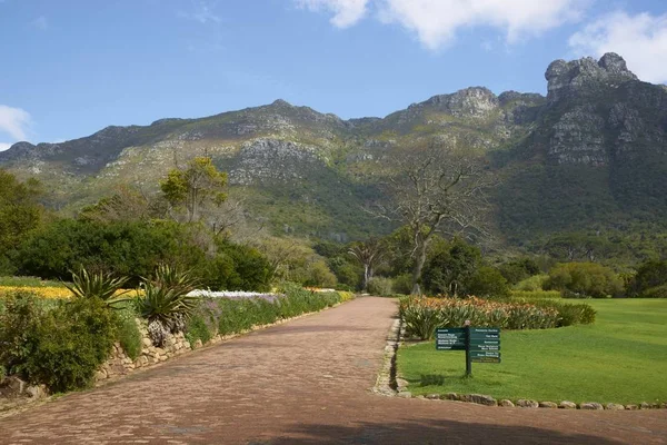 Národní Botanická Zahrada Kirstenbosch Kapském Městě Jižní Afrika — Stock fotografie