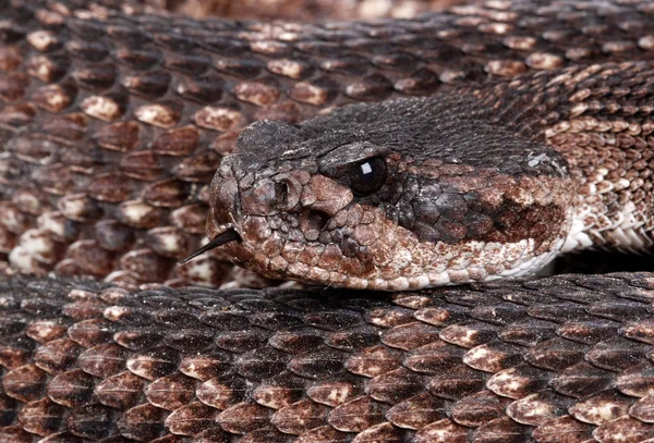 태평양 래틀스 Crotalus Viridis Helleri — 스톡 사진