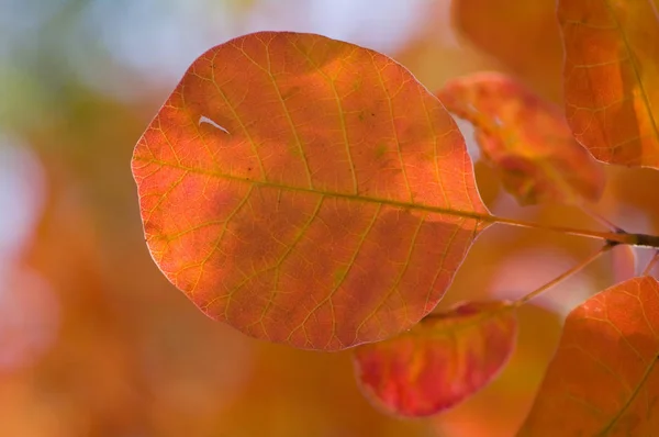 Sfondo Autunnale Fatto Foglie Con Colori Diversi — Foto Stock