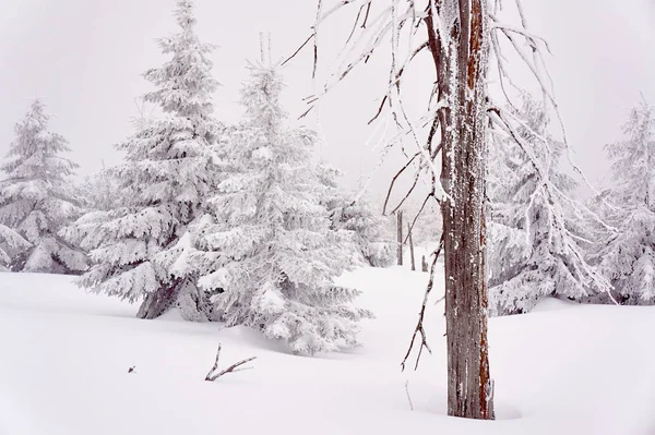 Árboles Cubiertos Nieve Las Montañas Jizera Polonia — Foto de Stock
