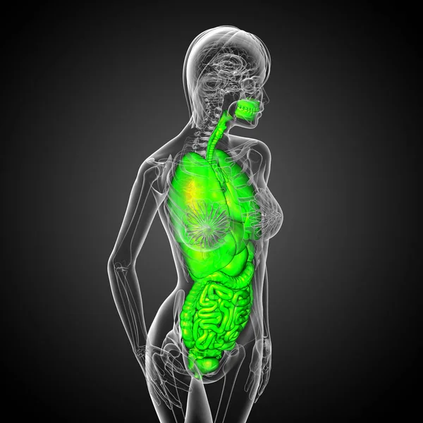 Insan Sindirim Sistemi Solunum Sistemi Yan Görünümü Render Tıbbi Çizimi — Stok fotoğraf
