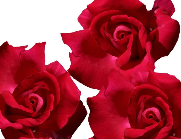 Rosas Rojas Amor — Foto de Stock