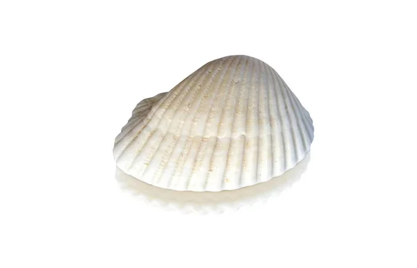 Seashell Izolowane Białym Tle — Zdjęcie stockowe