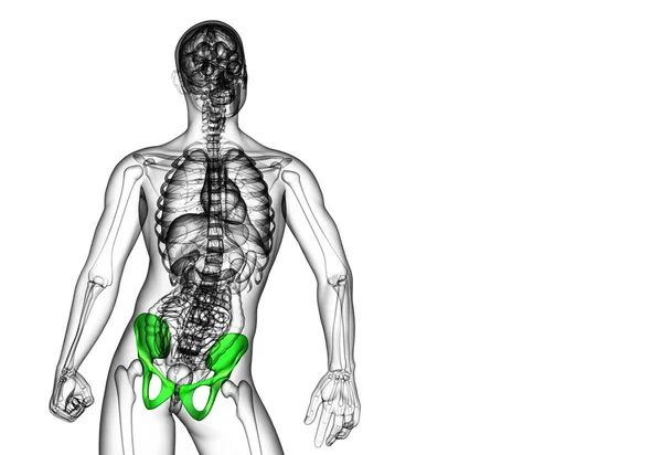 3D medical illustration of the pelvis bone - front view